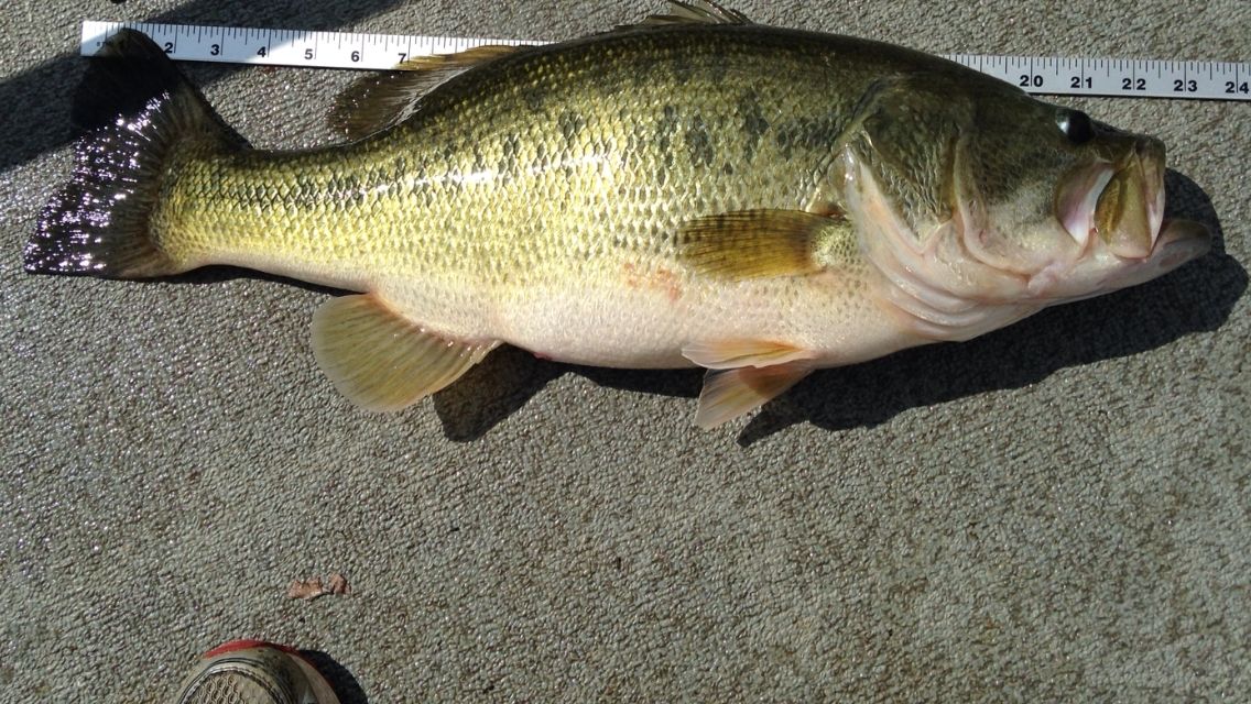 The Big Bass Bite Is On The Ozark Fly Fisher Journal